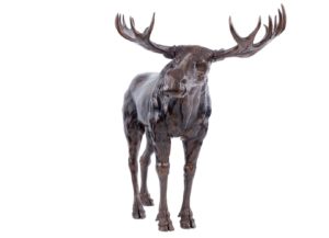 Sculpture en bronze d'un élan