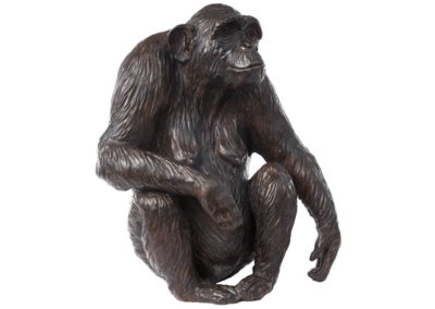 Xanthippe femelle chimpanzé - Vue 02