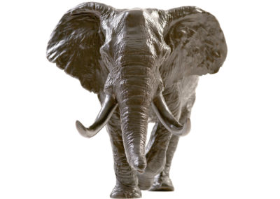 Eléphant-d'Afrique-chargeant-vue-01