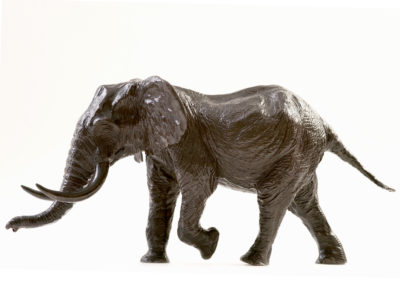 Eléphant-d'Afrique-chargeant-vue-02