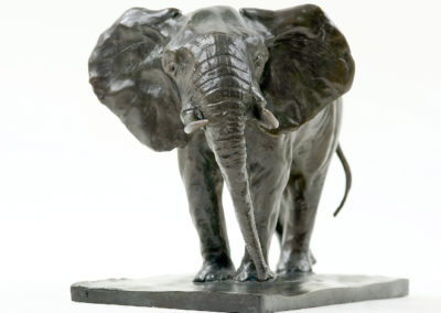 Eléphant-d'Afrique-en-alerte-vue-002