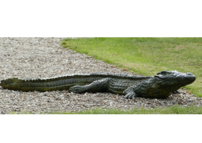 Crocodile du Nil – Grand modèle (ÉPUISÉ)