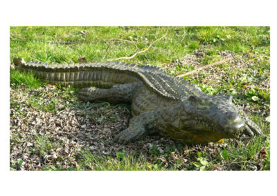 Crocodile-du-nil-grand-modèle-vue-02