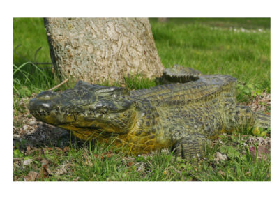 Crocodile-du-nil-grand-modèle-vue-03