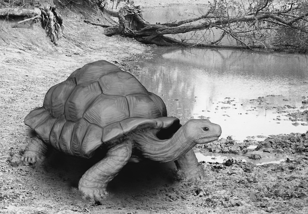Bronze Colcombet tortue géante Aldabra
