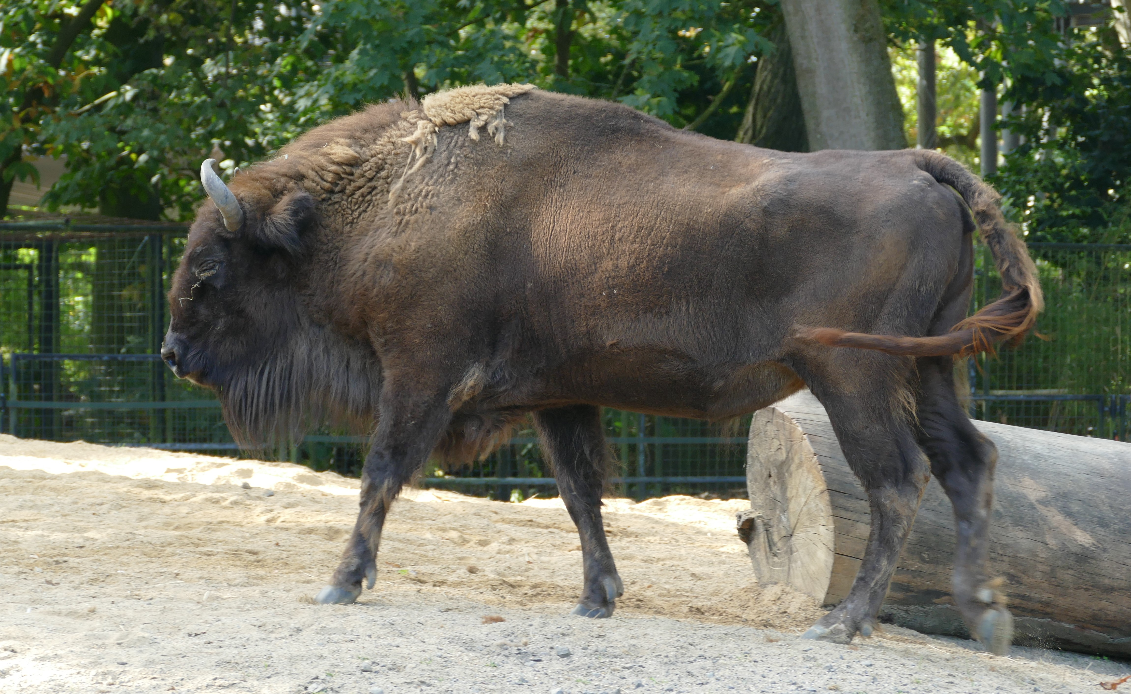 Bronze Colcombet bison d'Europe