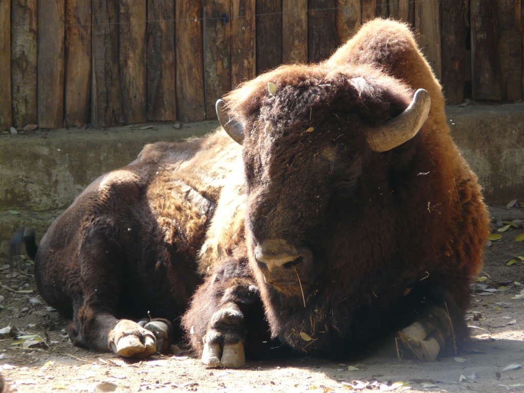 Bronze Colcombet bison d'Amérique