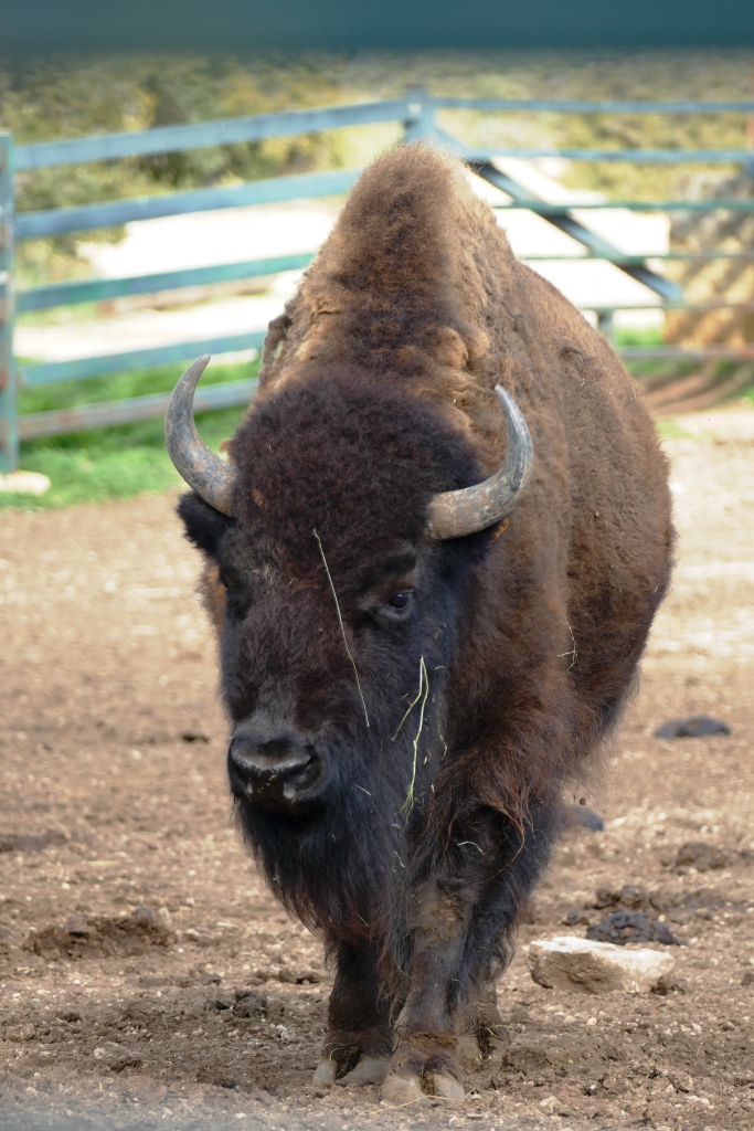 Bronze Colcombet bison d'Amérique
