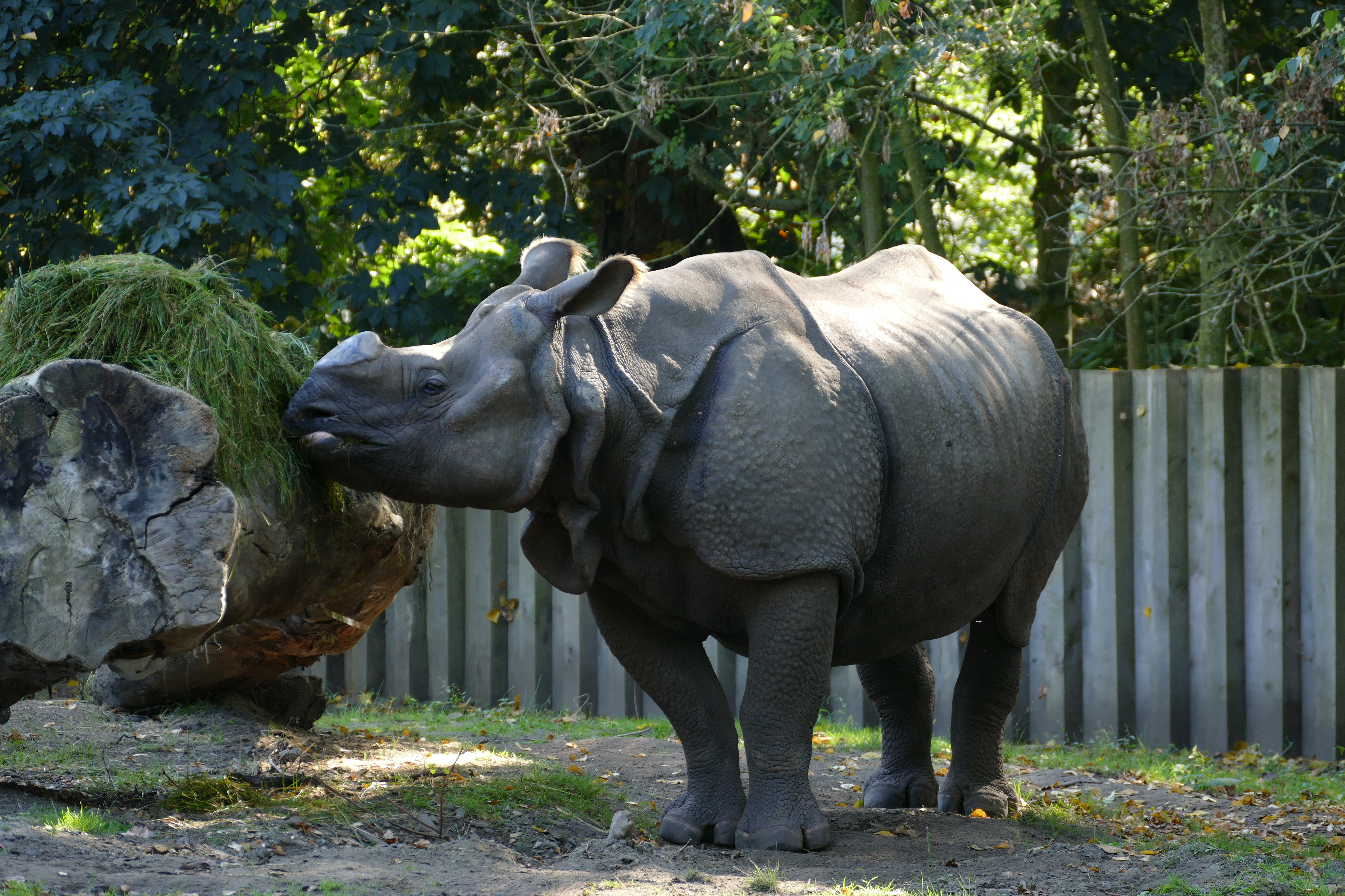 Rhinocéros indien zoo de Planckendael