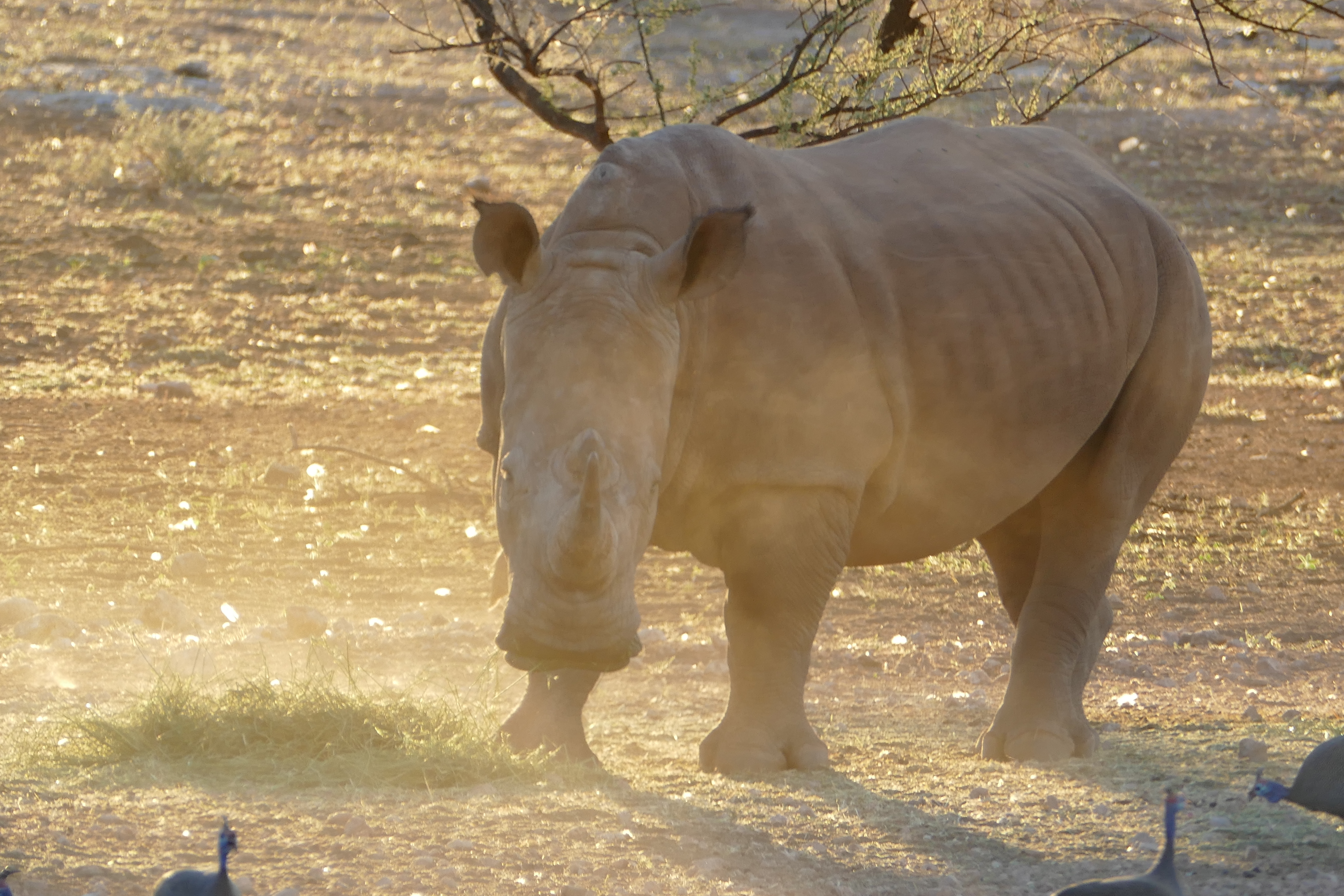Rhino blanc Namibie
