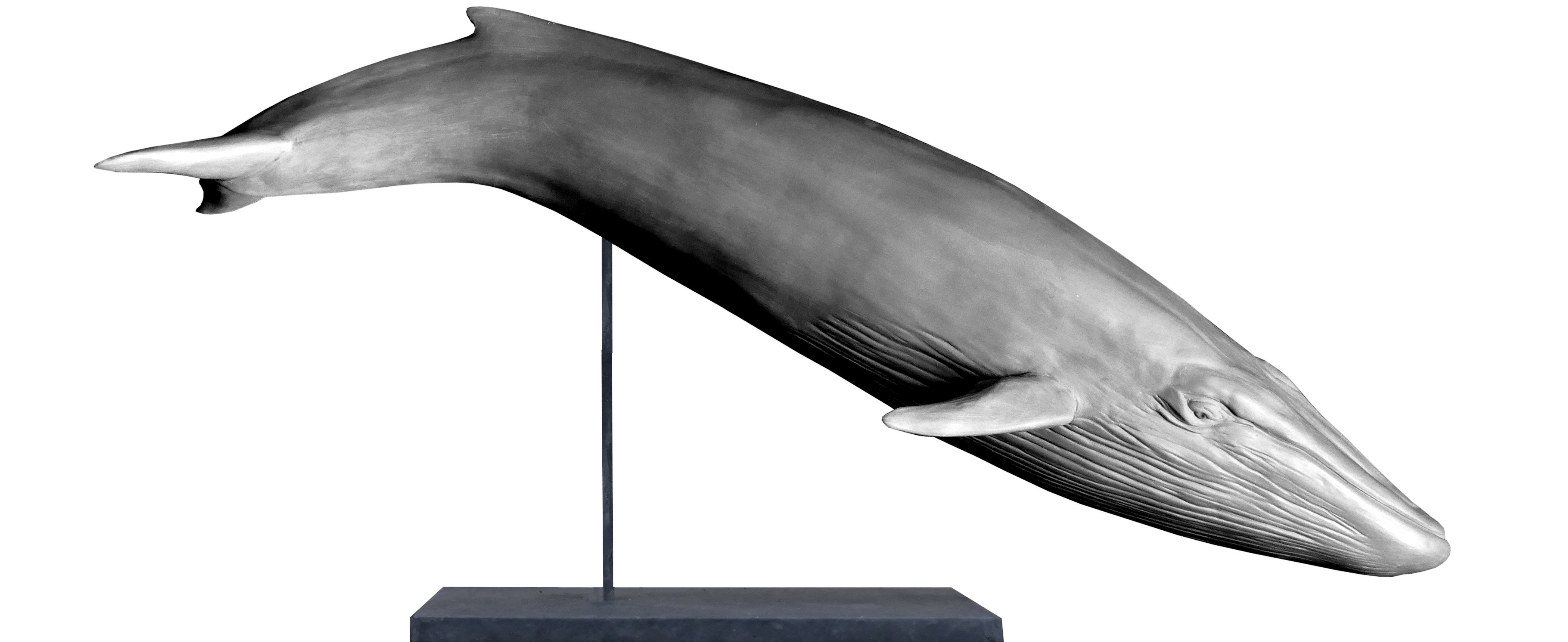 Bronze sculpture Colcombet baleine bleue rorqual