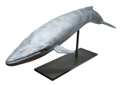Baleine-bleue-vue-01