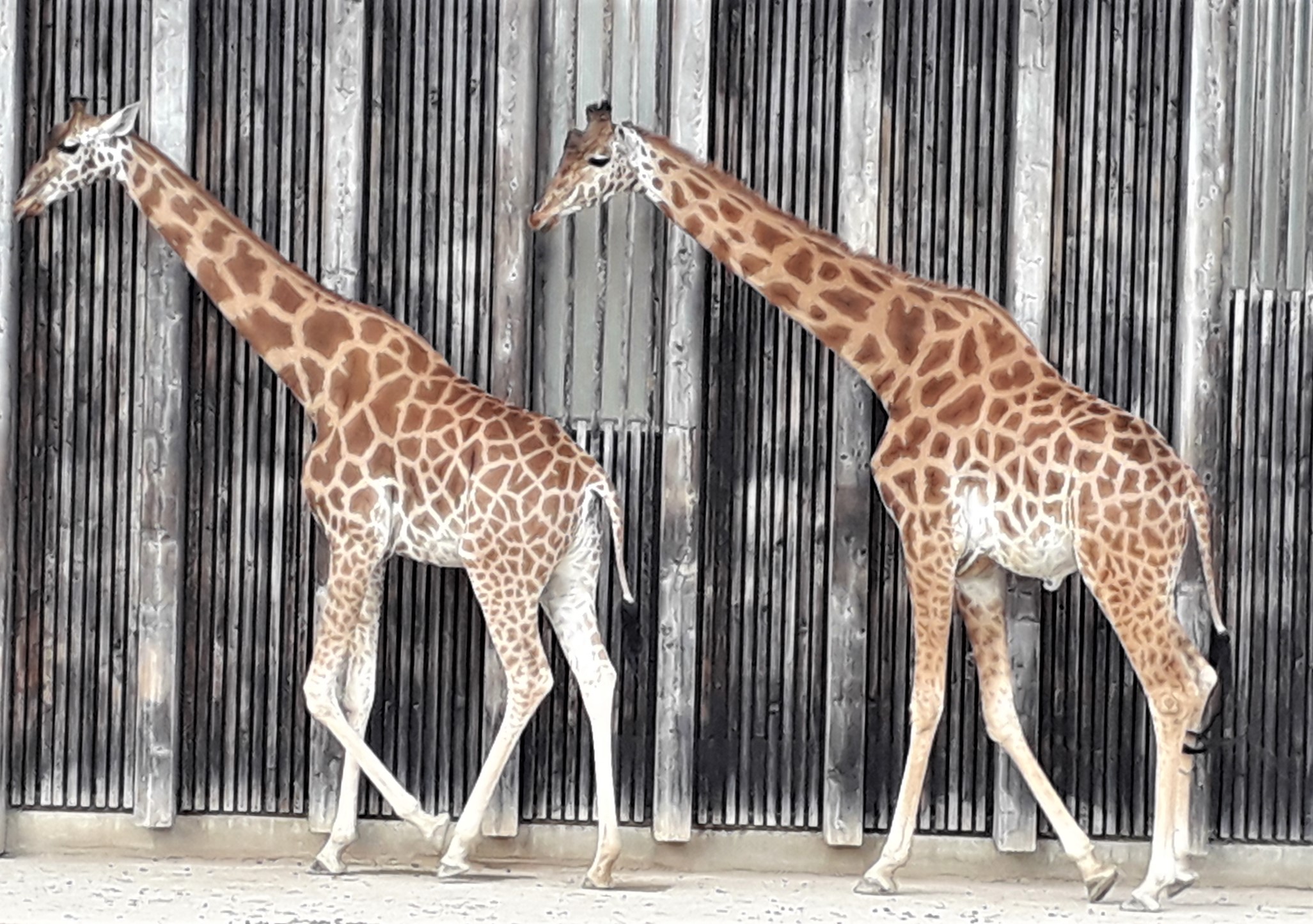 Girafes Parc de la Tête d'Or Lyon zoo rut chaleur parade
