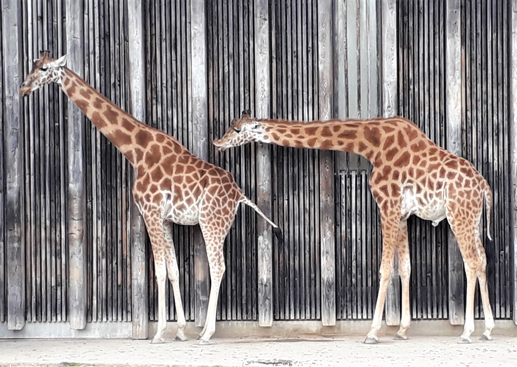 Girafes Parc de la Tête d'Or Lyon zoo rut chaleur parade