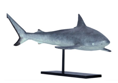 Requin-gris-des-récifs-vue-01