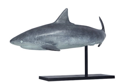 Requin-gris-des-récifs-vue-02