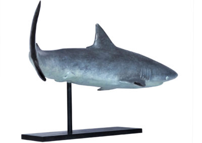 Requin-gris-des-récifs-vue-03