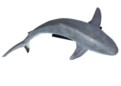 Requin-gris-des-récifs-vue-04