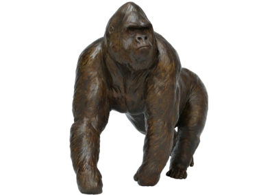 Gorille-grand-mâle-en-marche-vue-03