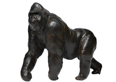 Gorille-grand-mâle-en-marche-réduction-vue-01
