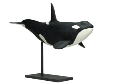 Orque-mâle-seule-vue-02