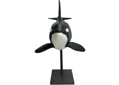 Orque-mâle-seule-vue-03