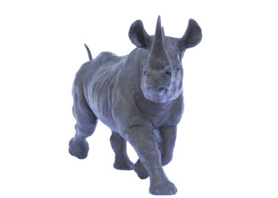 Rhinocéros-noir-au-trot-agrandissement-vue-01