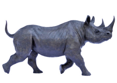 Rhinocéros-noir-au-trot-agrandissement-vue-02