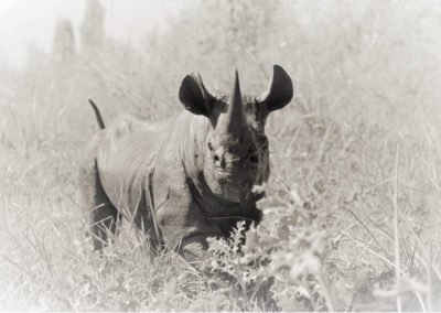 Rhinocéros-noir-au-trot-agrandissement-vue-04