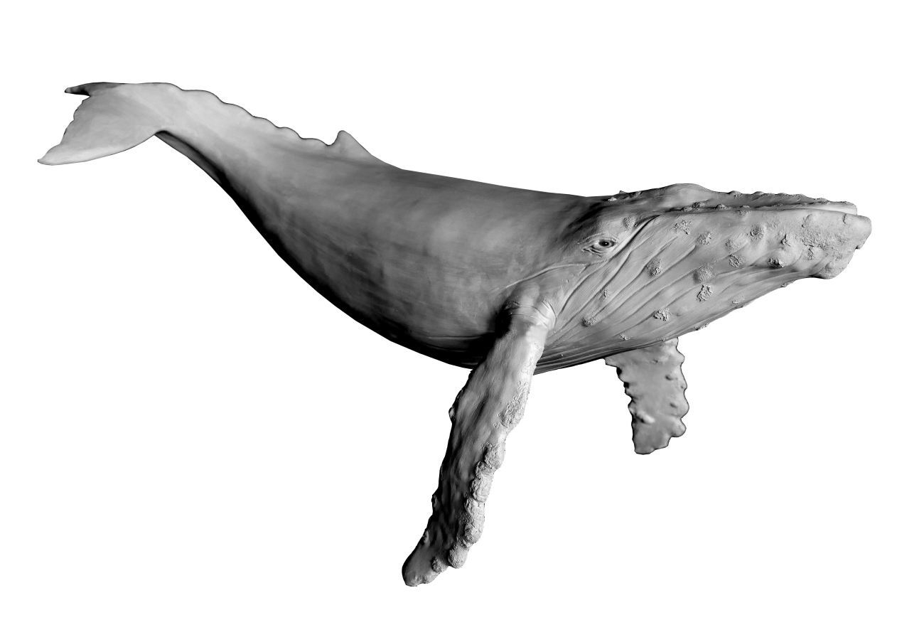 Bronze sculpture Colcombet baleine à bosse