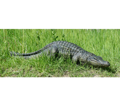Crocodile-du-Nil-117cm-vue-03