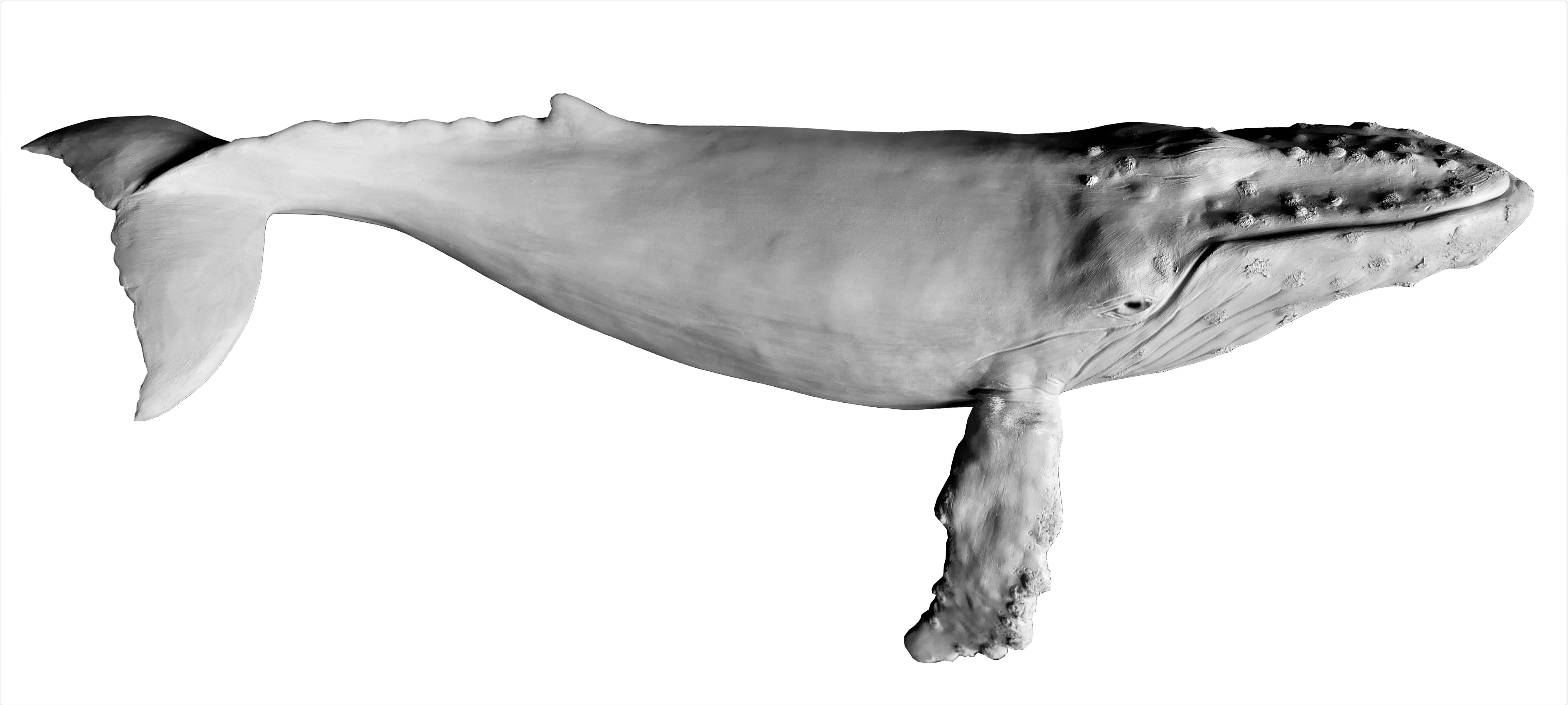 Bronze sculpture Colcombet baleine à bosse