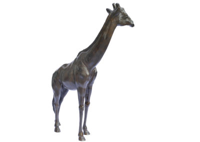 Girafe-tête-tournée-agrandissement-vue-03