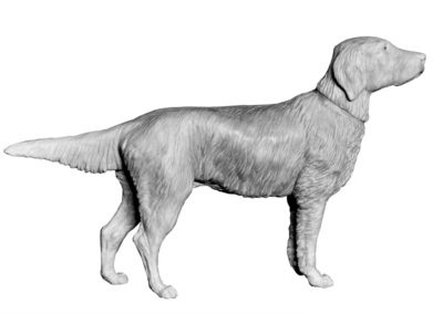 Chien de race Flat-coated retriever (Projet)