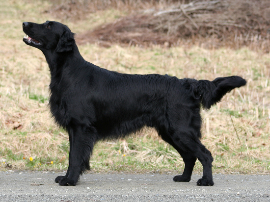 Chien flat-coated retriever