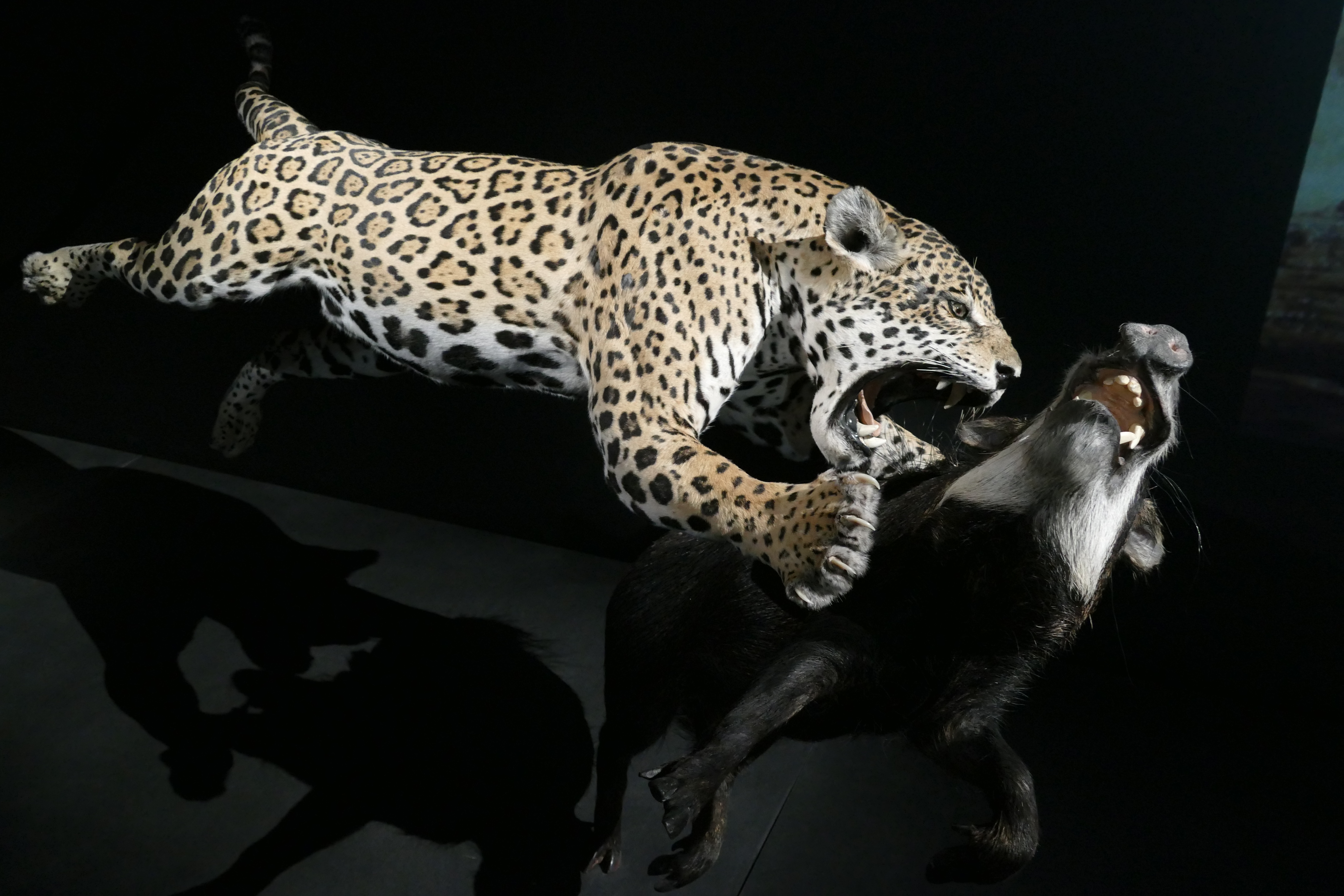 Expo Félins Muséum Paris Jaguar