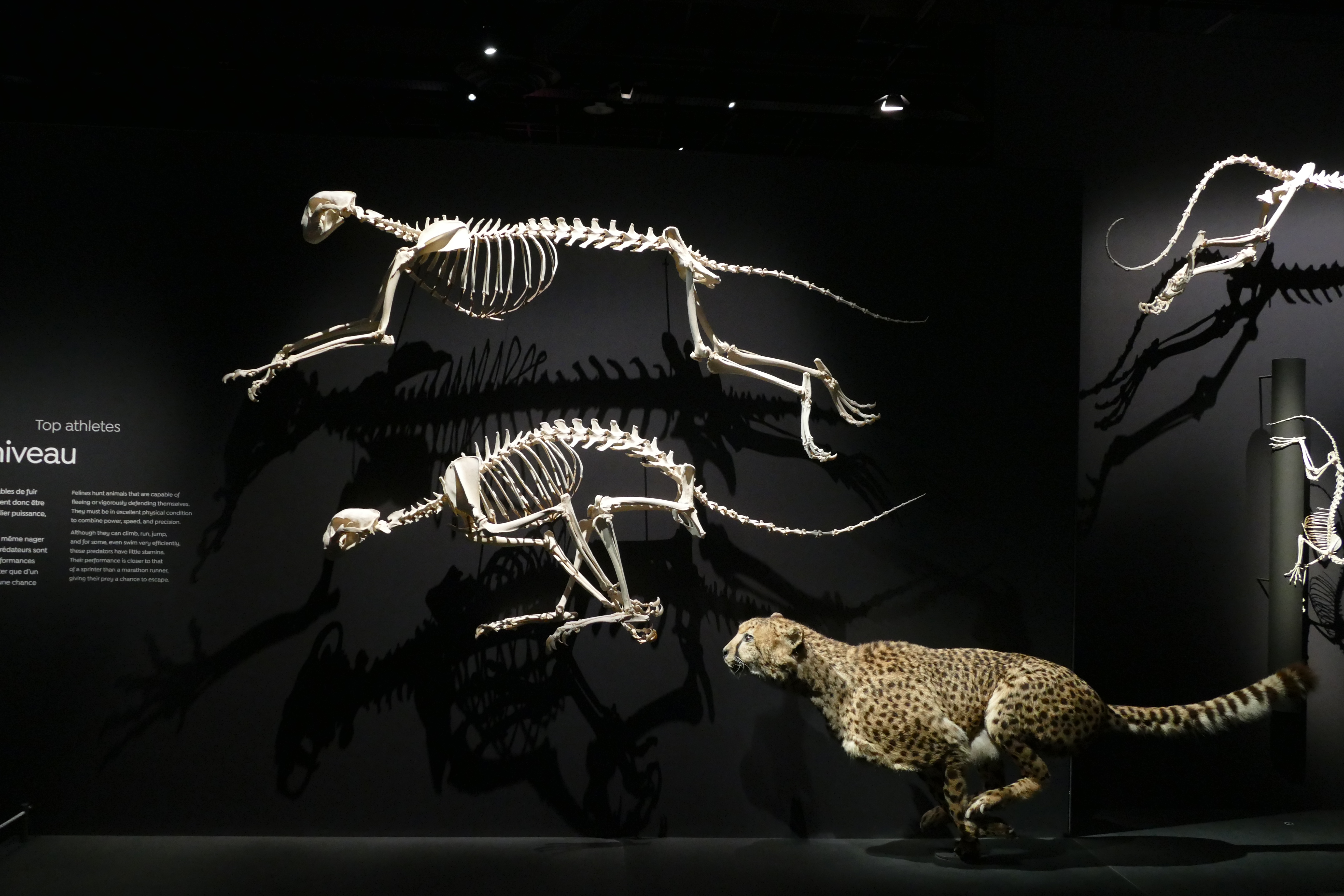 Expo Félins Muséum Paris squelettes