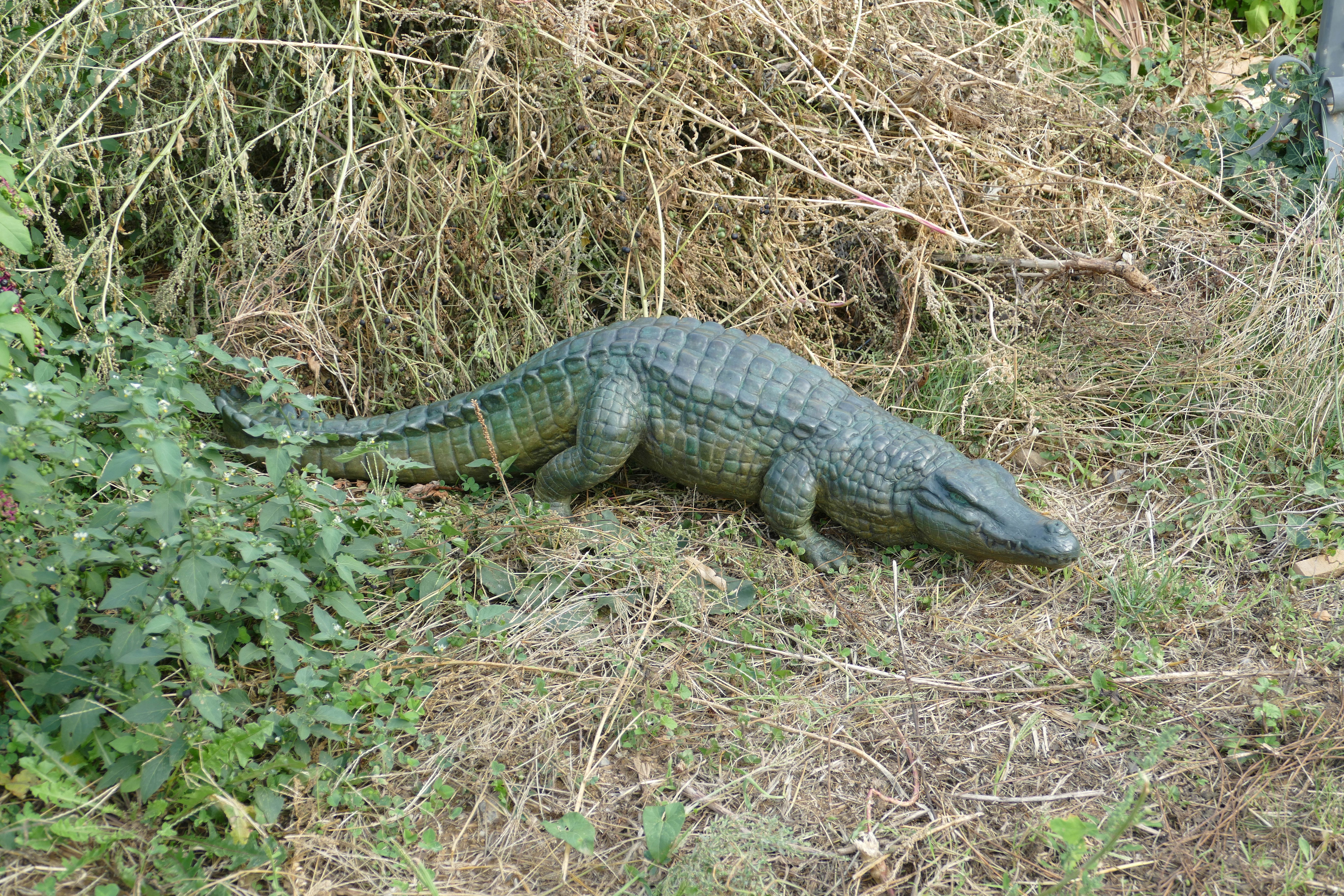 Crocodile du Nil en marche piscine