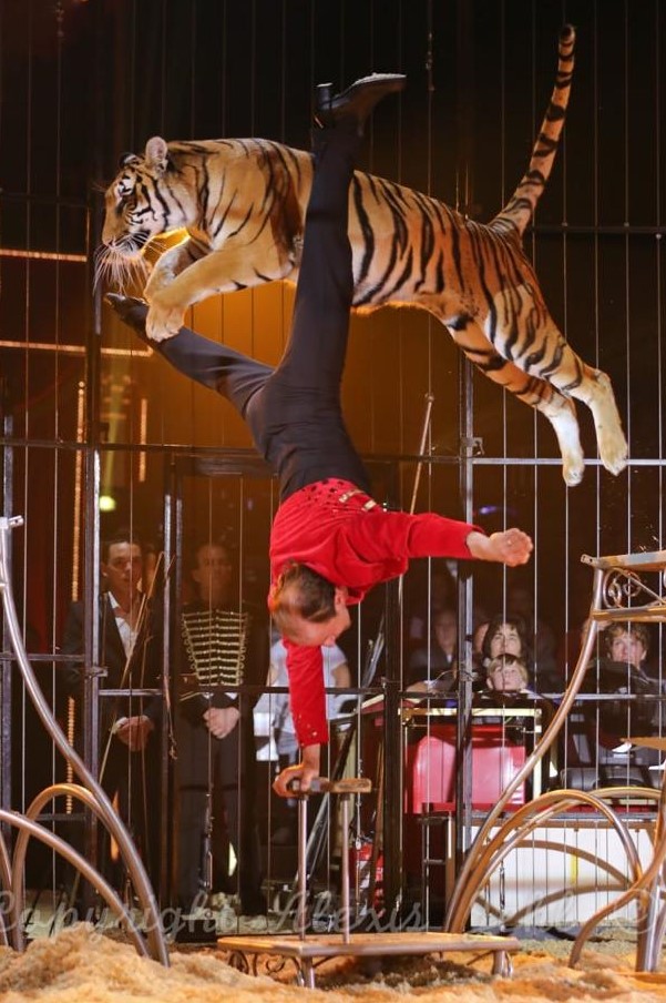 Cirque Eric Bormann tigresse