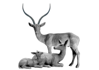 Famille d’impalas