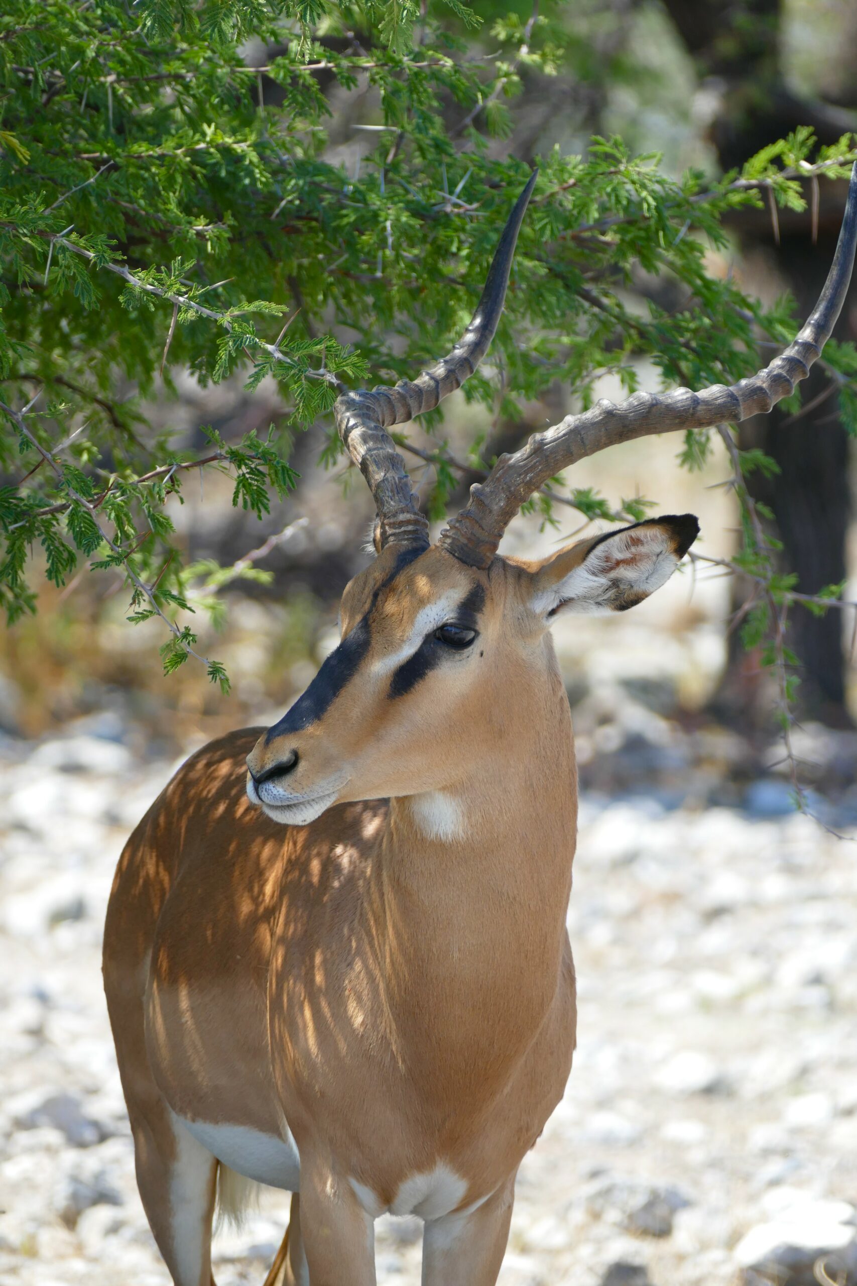 Impala