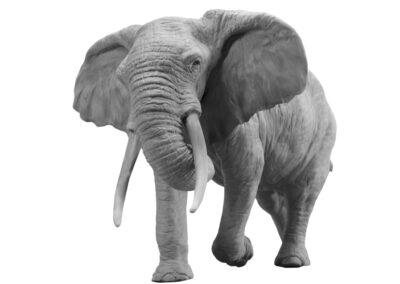 Eléphant d’Afrique chargeant trompe enroulée (Projet)