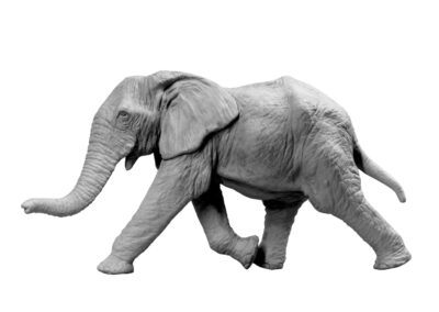 Eléphanteau d&rsquo;Afrique chargeant (Projet)