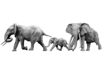 Eléphants d&rsquo;Afrique chargeant (Projet)