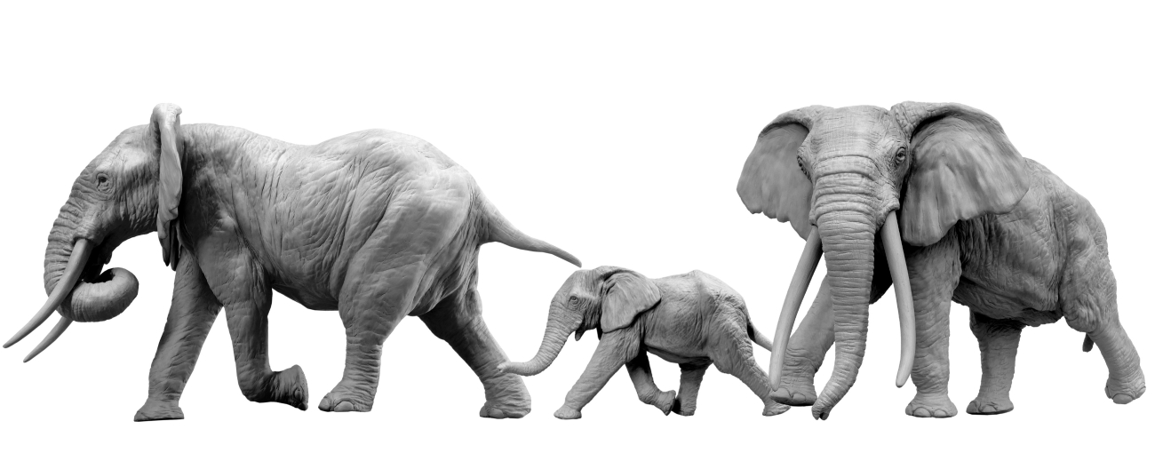 Eléphants-d'Afrique-chargeant-vue-00 Sculpture terre hippopotame petit