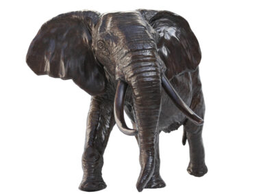 Eléphante d&rsquo;Afrique chargeant tête tournée