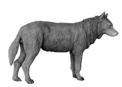 Grand loup (Projet)